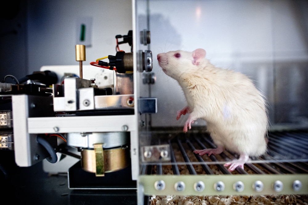 L'esperimento d Skinner con i topi