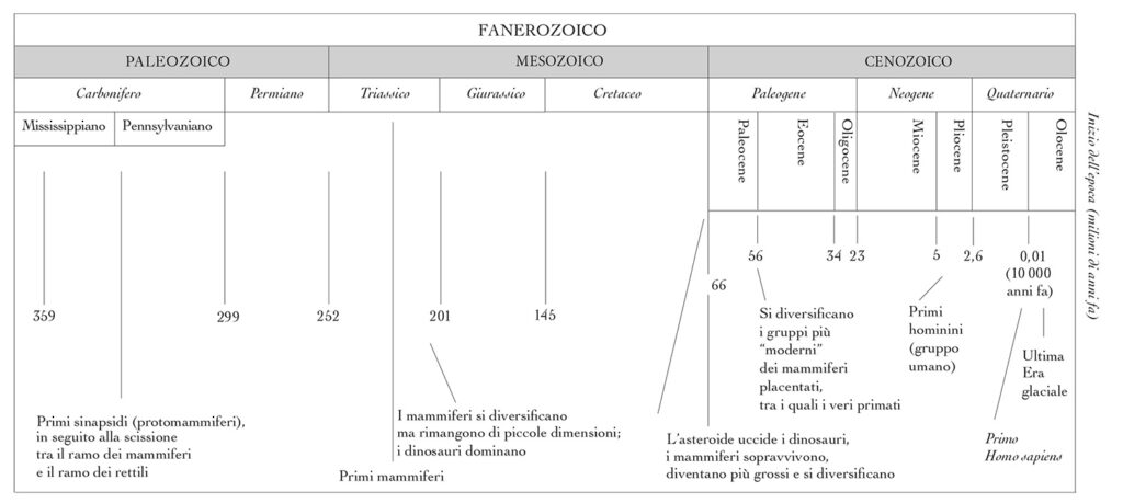 Schema di sintesi dell'evoluzione dei mammiferi in "Ascesa e trionfo dei mammiferi" di Brusatte.